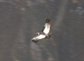 Colca Canyon