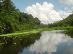 Amazonas